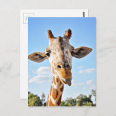 Carte Postale Silly Giraffe (Devant / Derrière)