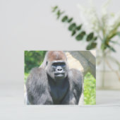 Carte Postale Silver Back Gorilla (Debout devant)