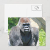 Carte Postale Silver Back Gorilla (Devant / Derrière)