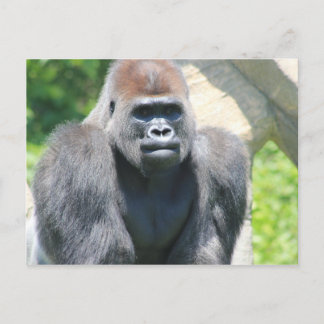 Carte Postale Silver Back Gorilla