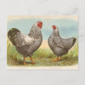 Carte Postale Silver Laced Wyandottes (Devant)