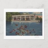 Carte Postale Silver Springs, Floride - Vue sur Riverboat & (Devant)