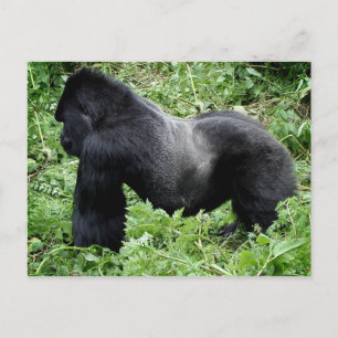 Carte postale Silverback gorilla