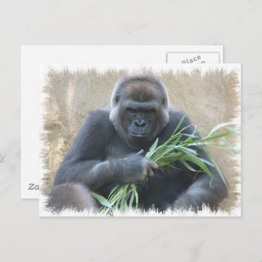 Carte Postale Silverback Gorilla (Devant / Derrière)