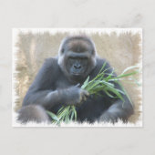 Carte Postale Silverback Gorilla (Devant)