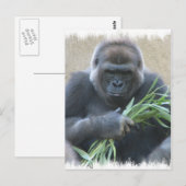 Carte postale Silverback Gorilla (Devant / Derrière)