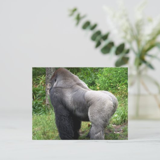 Carte Postale Silverback Gorilla (Debout devant)