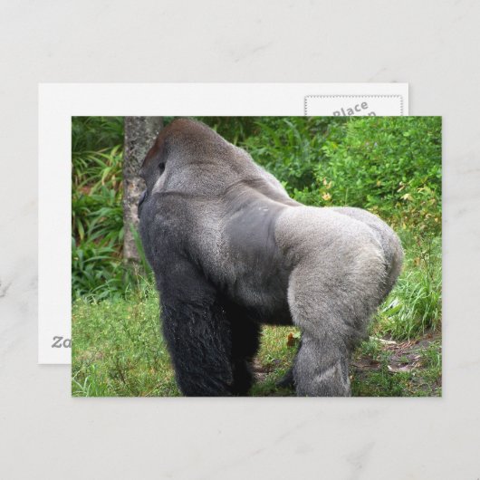 Carte Postale Silverback Gorilla (Devant / Derrière)
