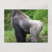 Carte Postale Silverback Gorilla (Devant)