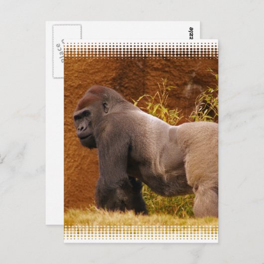 Carte postale Silverback Gorilla Photo (Devant / Derrière)