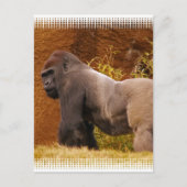 Carte postale Silverback Gorilla Photo (Devant)