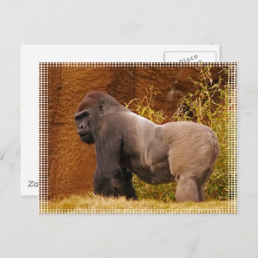 Carte postale Silverback Gorilla Photo (Devant / Derrière)