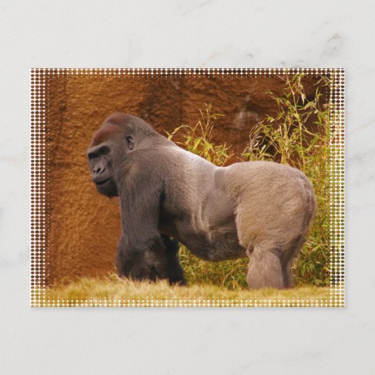 Carte postale Silverback Gorilla Photo (Devant)