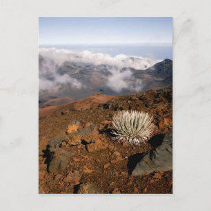 Carte Postale Silversword on Haleakala Crater  Rim from near 3