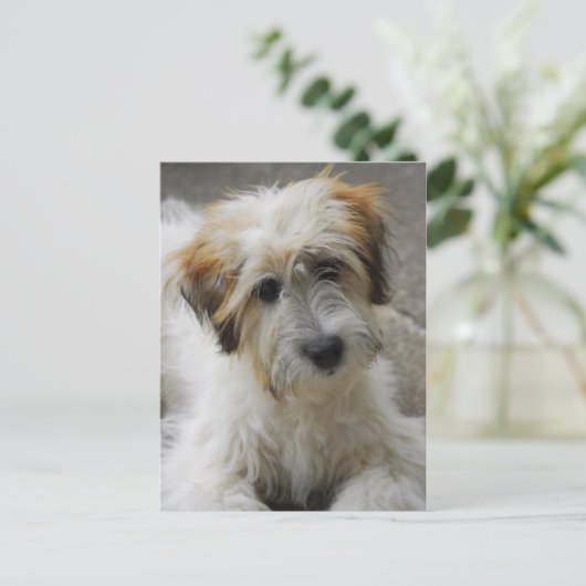 Carte Postale simba (Debout devant)