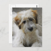 Carte Postale simba (Devant / Derrière)