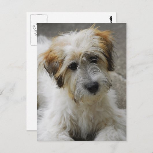 Carte Postale simba (Devant / Derrière)