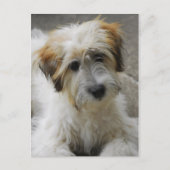 Carte Postale simba (Devant)