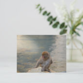 Carte Postale Simian Serenity by the Shore (Debout devant)