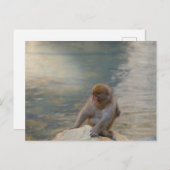 Carte Postale Simian Serenity by the Shore (Devant / Derrière)