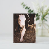 Carte Postale Simmental X Holstein Bull Calf (Debout devant)