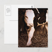 Carte Postale Simmental X Holstein Bull Calf (Devant / Derrière)