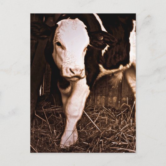 Carte Postale Simmental X Holstein Bull Calf (Devant)