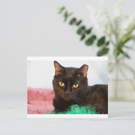 Carte Postale Simon (Debout devant)