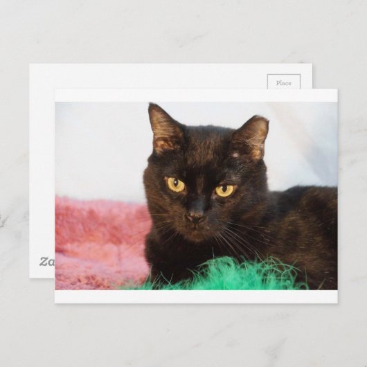 Carte Postale Simon (Devant / Derrière)