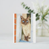 Carte Postale Simone à la fenêtre (Siamese) (Debout devant)