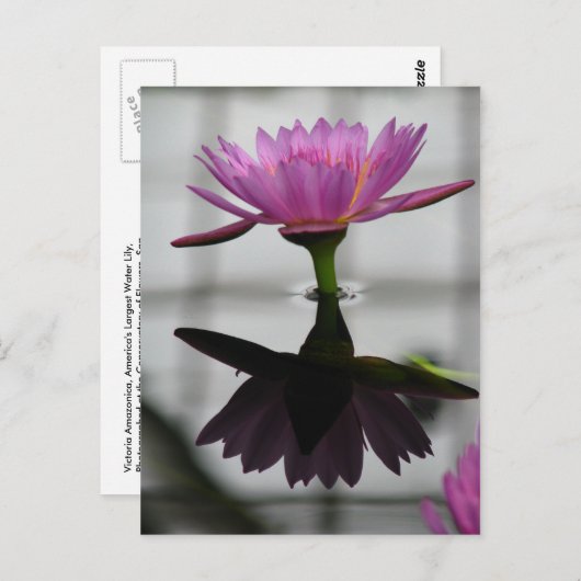 Carte postale simple à base d'eau (Devant / Derrière)