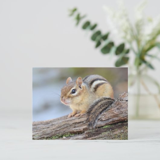Carte Postale Simple adorable petit Chipmunk (Debout devant)
