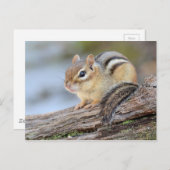 Carte Postale Simple adorable petit Chipmunk (Devant / Derrière)