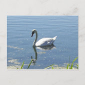 Carte postale simple de cygne (Devant)
