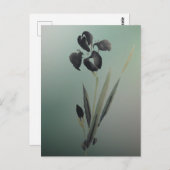Carte Postale Simple élégant moderne Ukiyo-e Japonais Iris (Devant / Derrière)