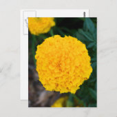 Carte postale simple jaune Marigold (Devant / Derrière)
