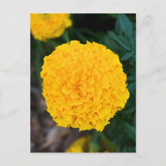 Carte postale simple jaune Marigold (Devant)