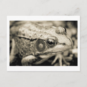 Carte Postale simple jour