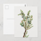Carte Postale Simple Juniper Vintage de montagne (Devant / Derrière)