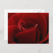 Carte postale simple Rose rouge (Devant / Derrière)
