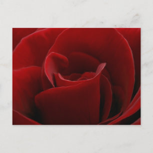 Carte postale simple Rose rouge