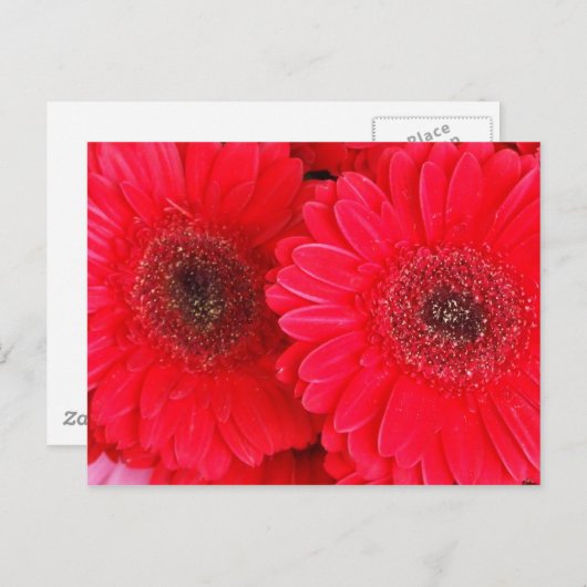 Carte Postale Simplement rouge (Devant / Derrière)