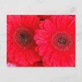 Carte Postale Simplement rouge (Devant)