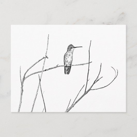 Carte Postale Simplement un colibri sur un bâton (Devant)
