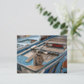 Carte postale Sinbad the Sailor Cat (Debout devant)