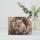 Carte Postale Sincap (Debout devant)