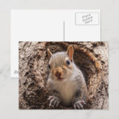 Carte Postale Sincap (Devant / Derrière)