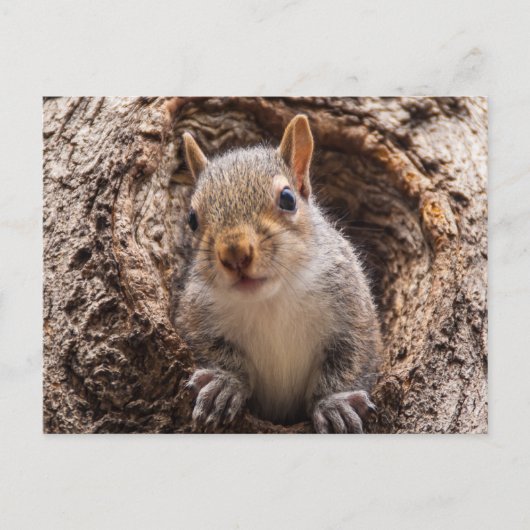 Carte Postale Sincap (Devant)