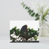 Carte Postale Singe (Debout devant)