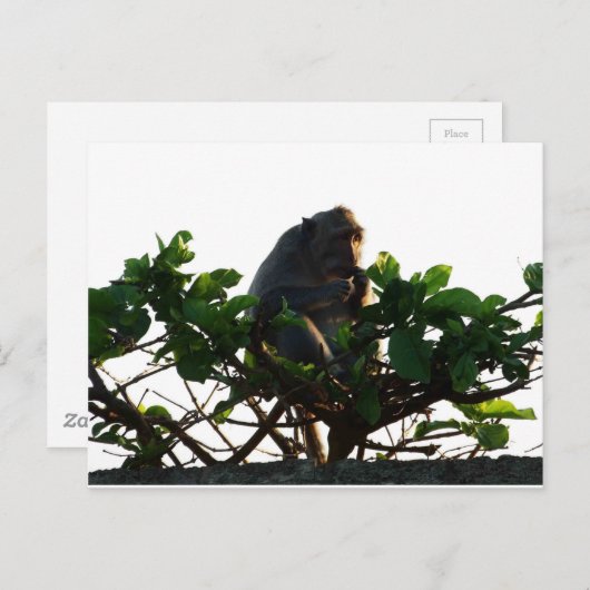 Carte Postale Singe (Devant / Derrière)